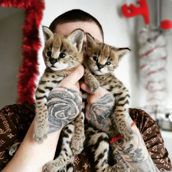 disponibile gattino della savana, caracal, serval - media 7